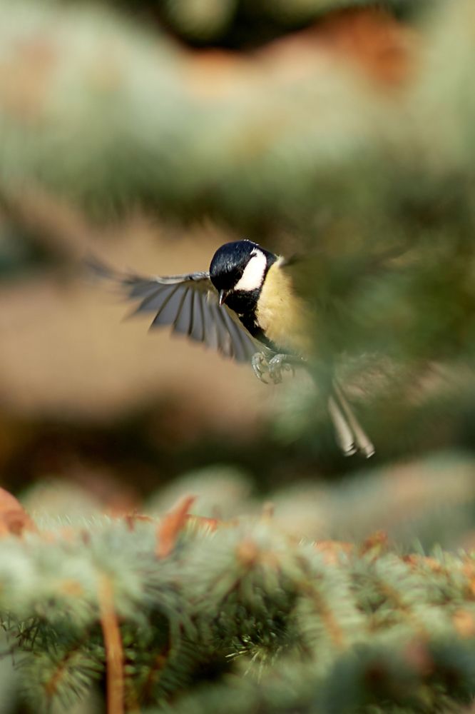 Полет синицы