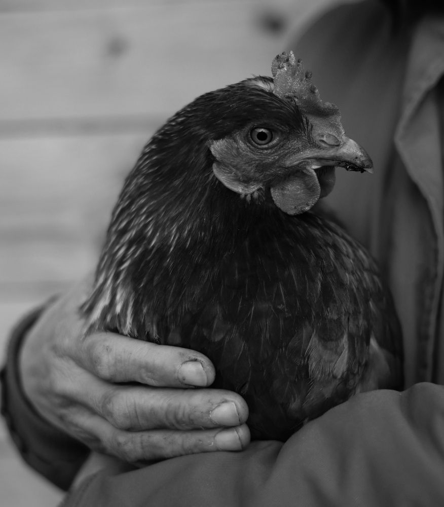 Photograph by Гуляева Светлана