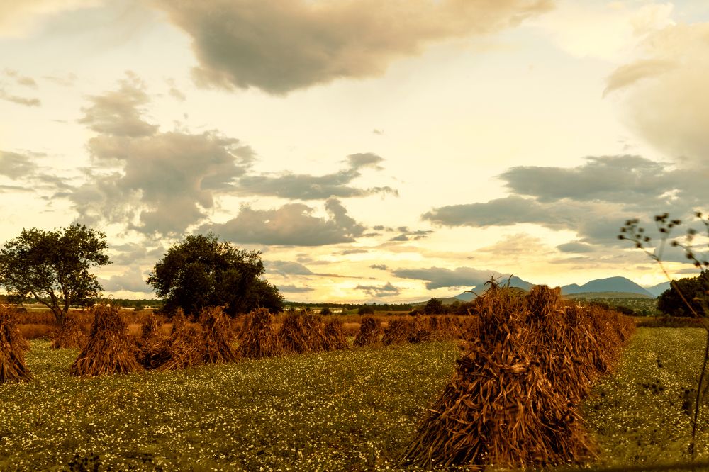A descansar después de trabajar el campo