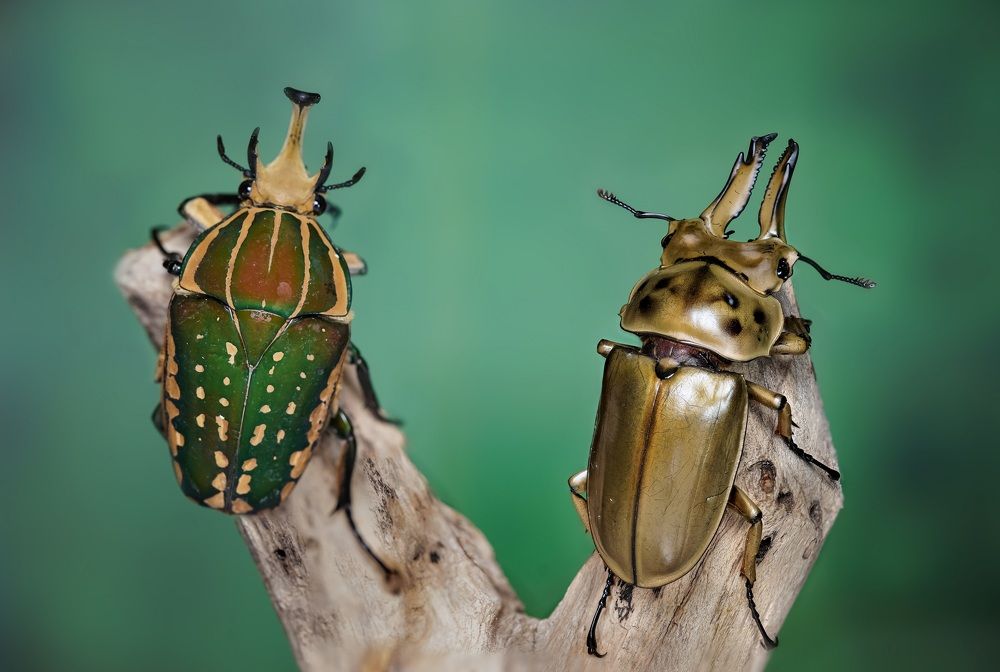 We are the Best Friends