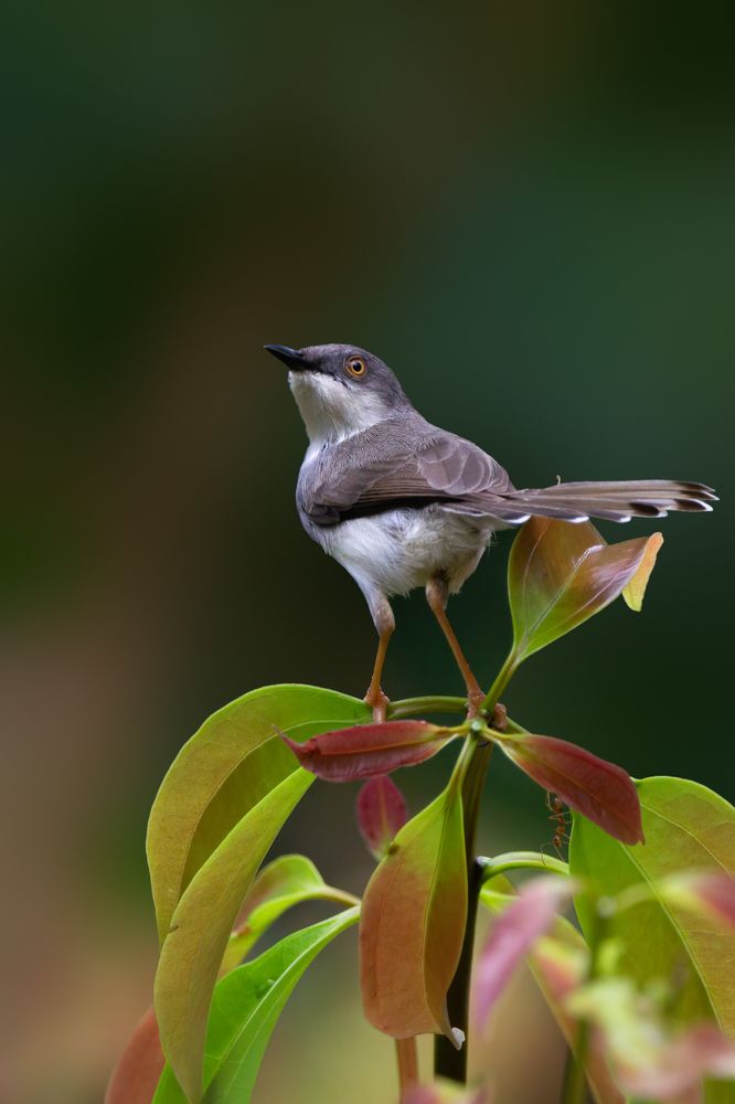 Photograph by Kushan Madushanka Sonnadara