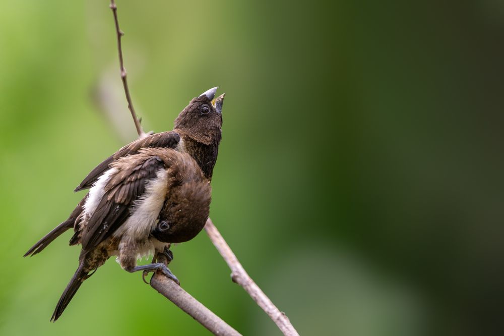 Photograph by Kushan Madushanka Sonnadara