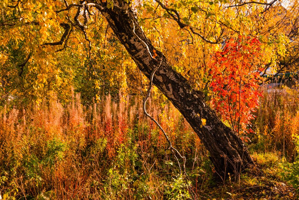 Краски осени