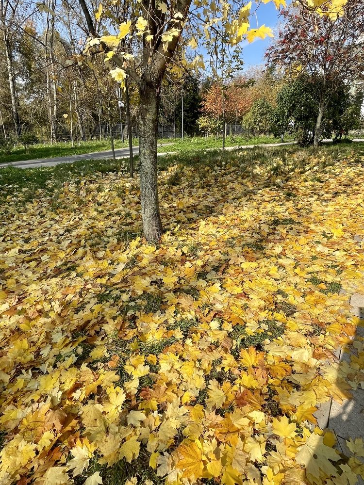 Пошуршим? Rustle?