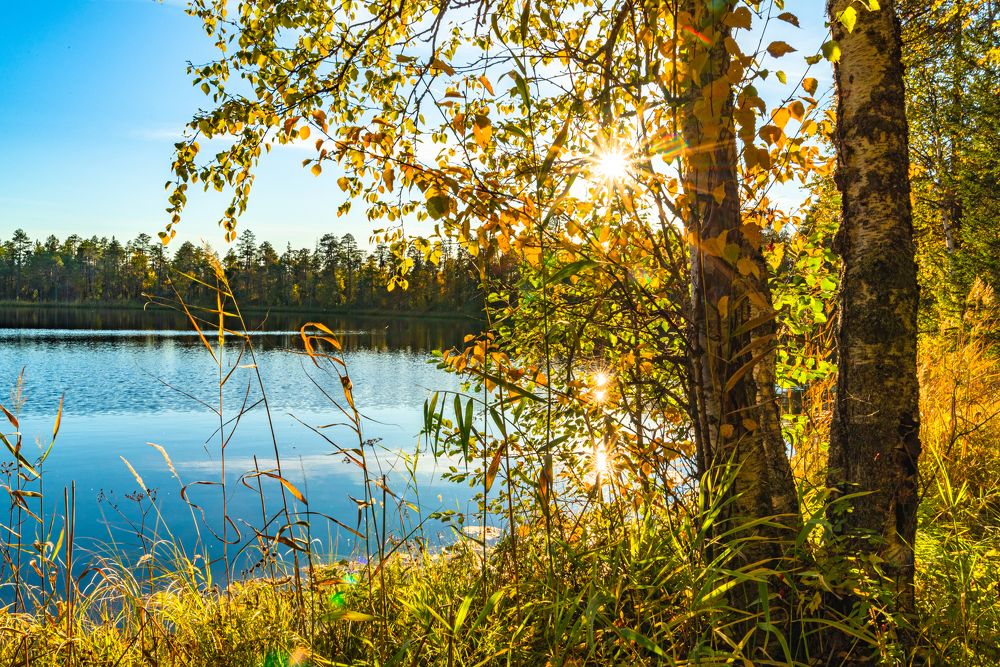 Лесное озеро