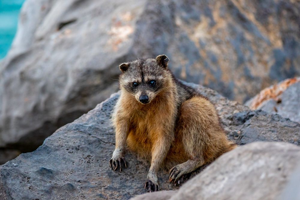 Photograph by Emmanuel Rozz