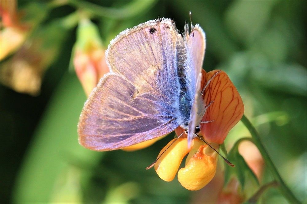 Photograph by Daniel Sharir