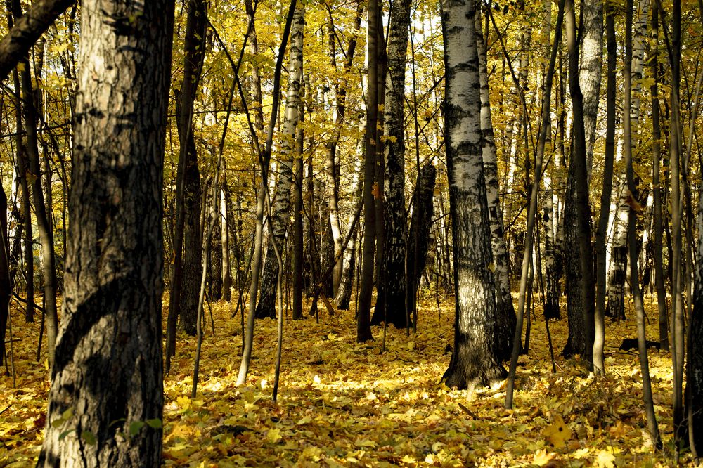 Photograph by Тимофей Белокопытов