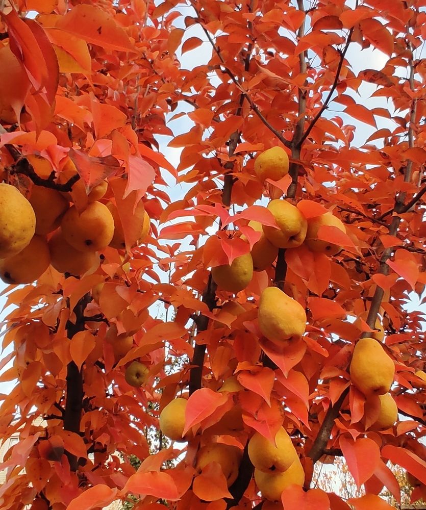 Оранжевое дерево.