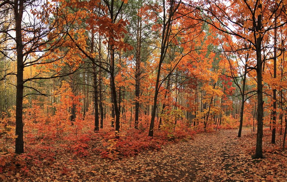 Фотография автора Елена Колосова