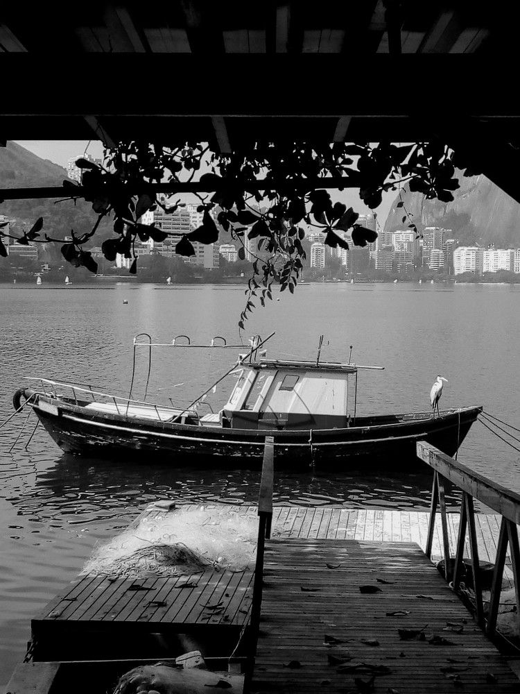 The old bird and the sea