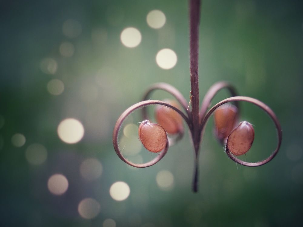 Фотография автора Albina Vaniyants