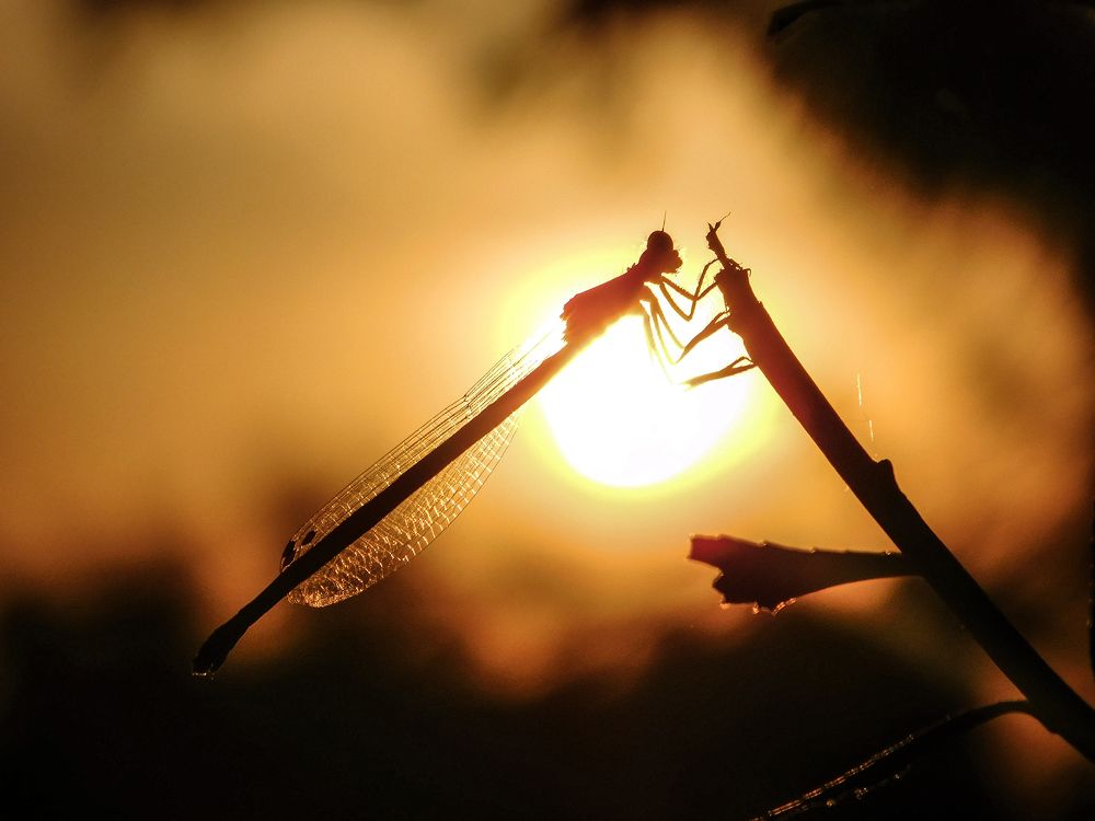 Photograph by Андрей Семенченко