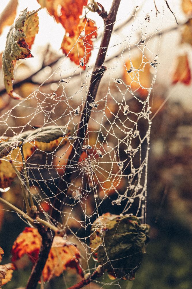 Photograph by Елена