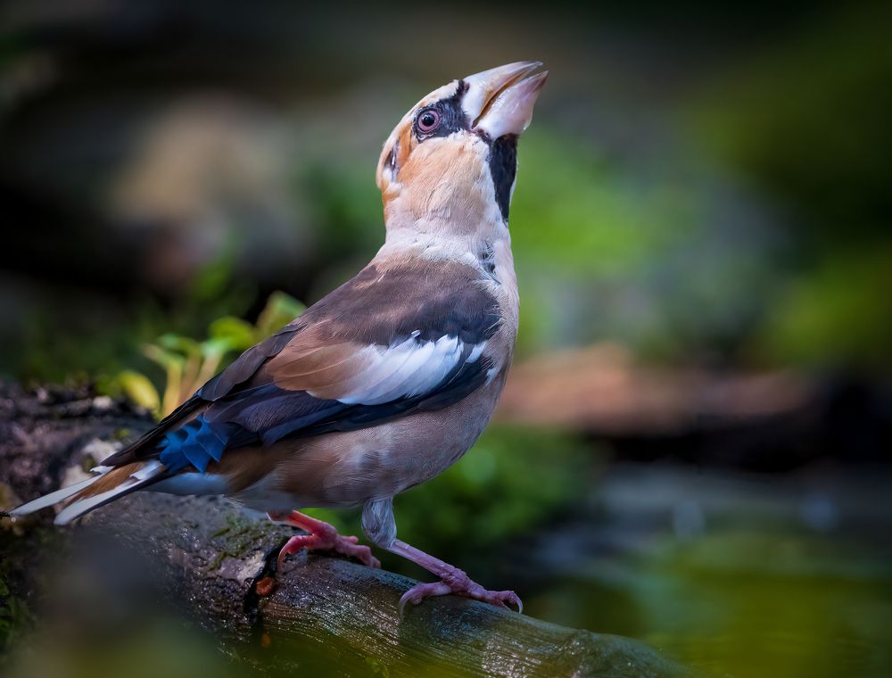 Hawfinch The dreamer