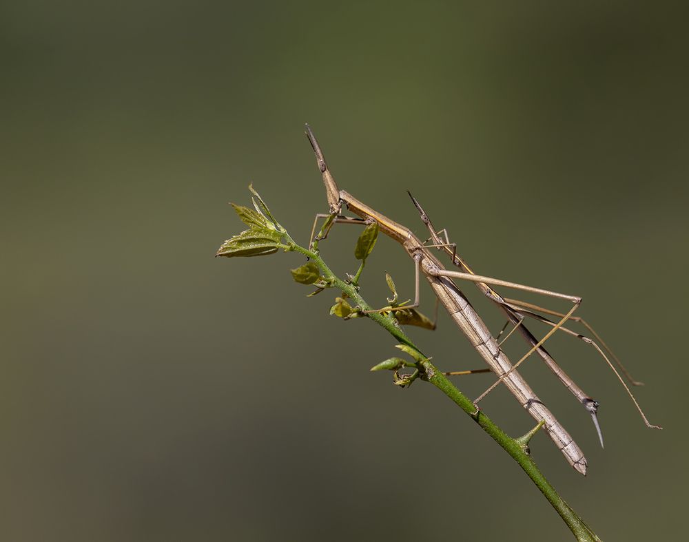 Photograph by Esteban Argerich
