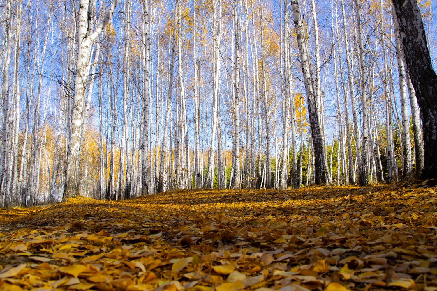 Photo #6651840