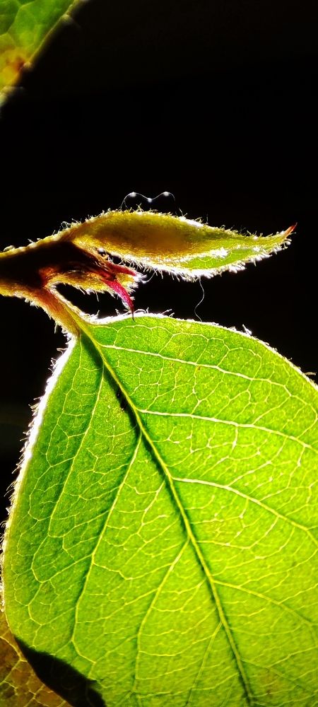 Photograph by Нина Иоселиани