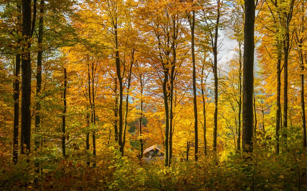 Photograph by Anton Galitch