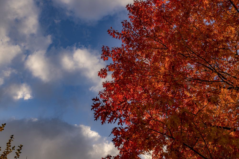 Канадский дуб осенью