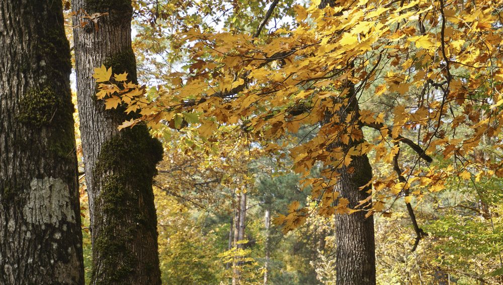 Фотография автора Эрнст Антонов