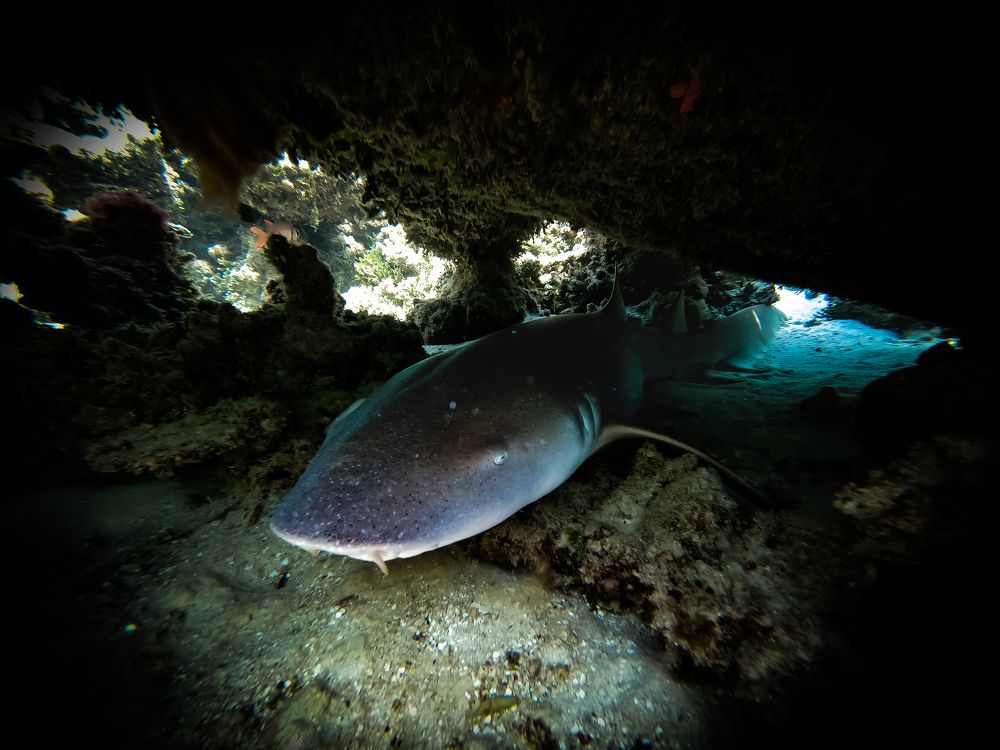 Фотография автора Владимир Хащанский