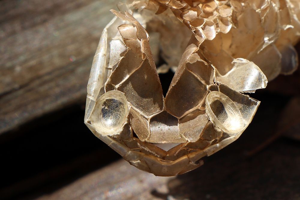 Photograph by Tatiana Barthem