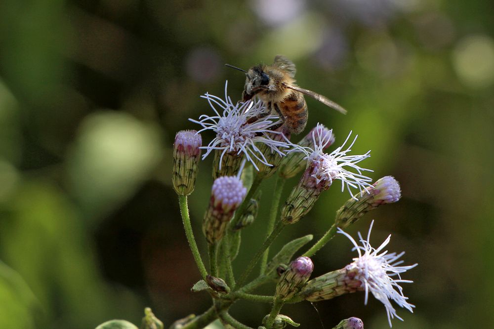 Photograph by Tatiana Barthem