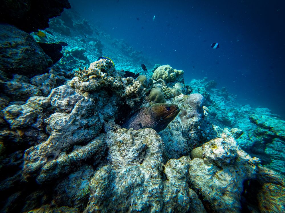 Фотография автора Владимир Хащанский