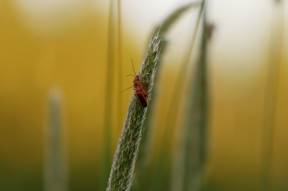 Photograph by Иван Скорик