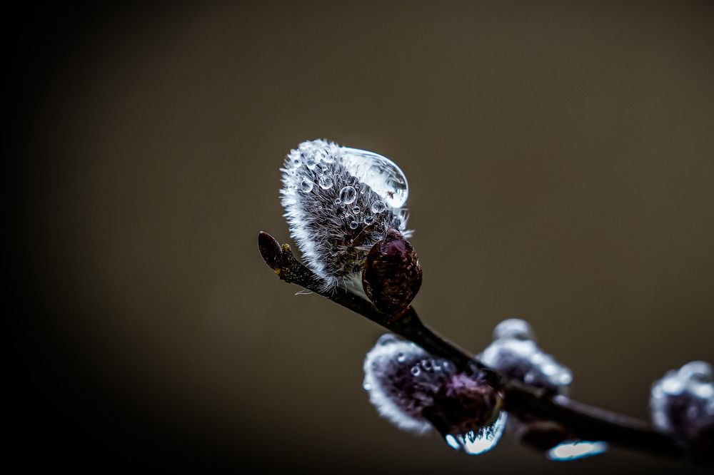 Фотография автора Владимир Хащанский