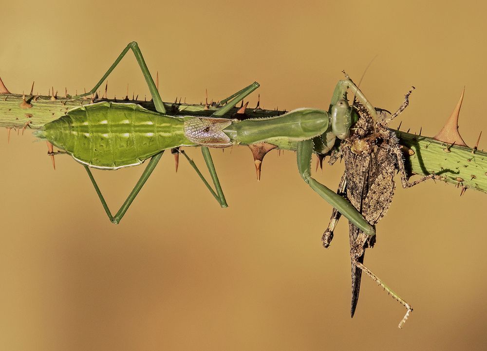 Photograph by Mario Fiorucci