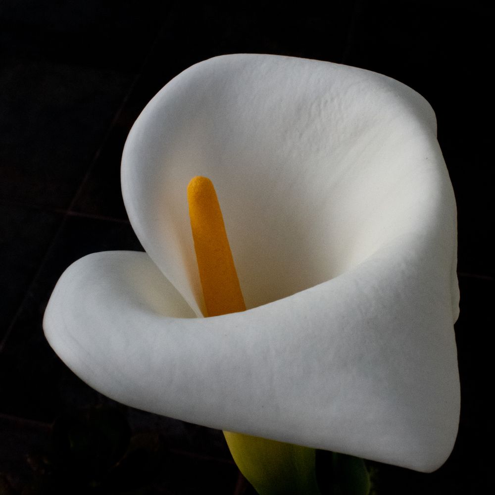 Photograph by Gianfranco