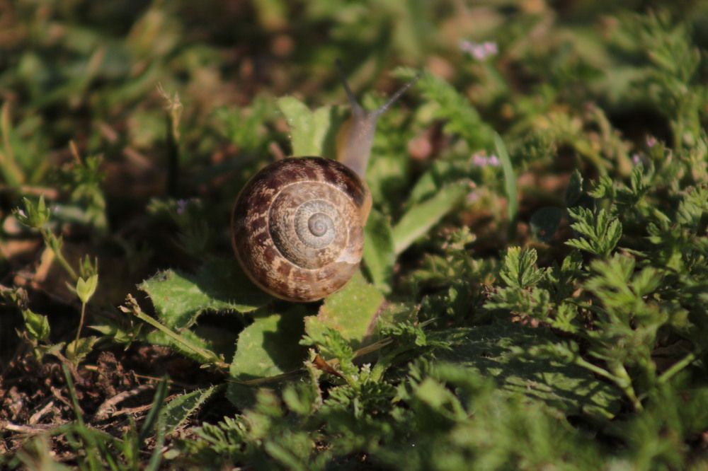 Photograph by Musa Abdulehed ER