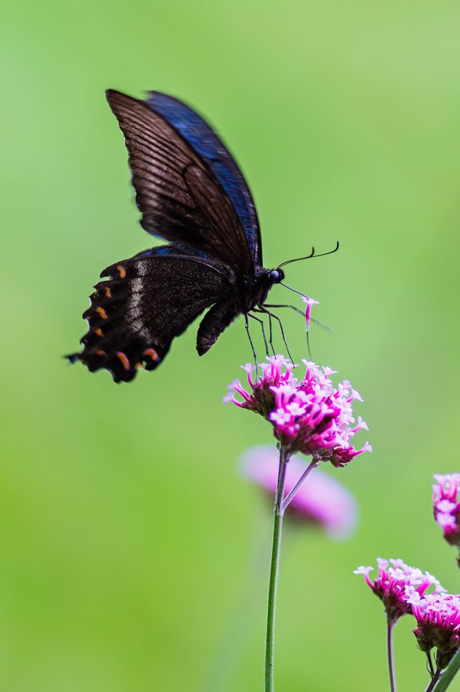 Фотография автора Артур Петросян