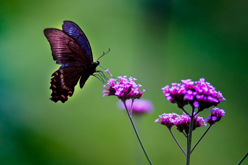Фотография автора Артур Петросян
