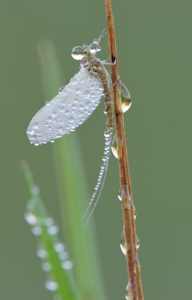 Белые росы.