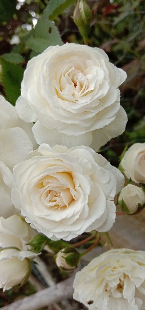 Photo #6652632