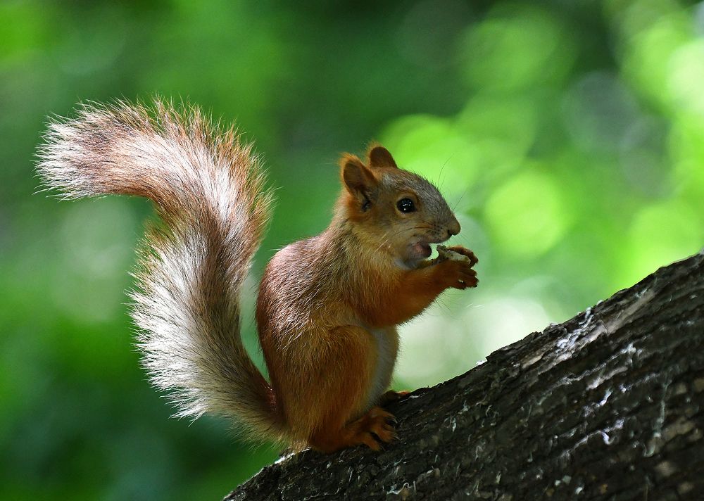 Photograph by Игорь Шадрин