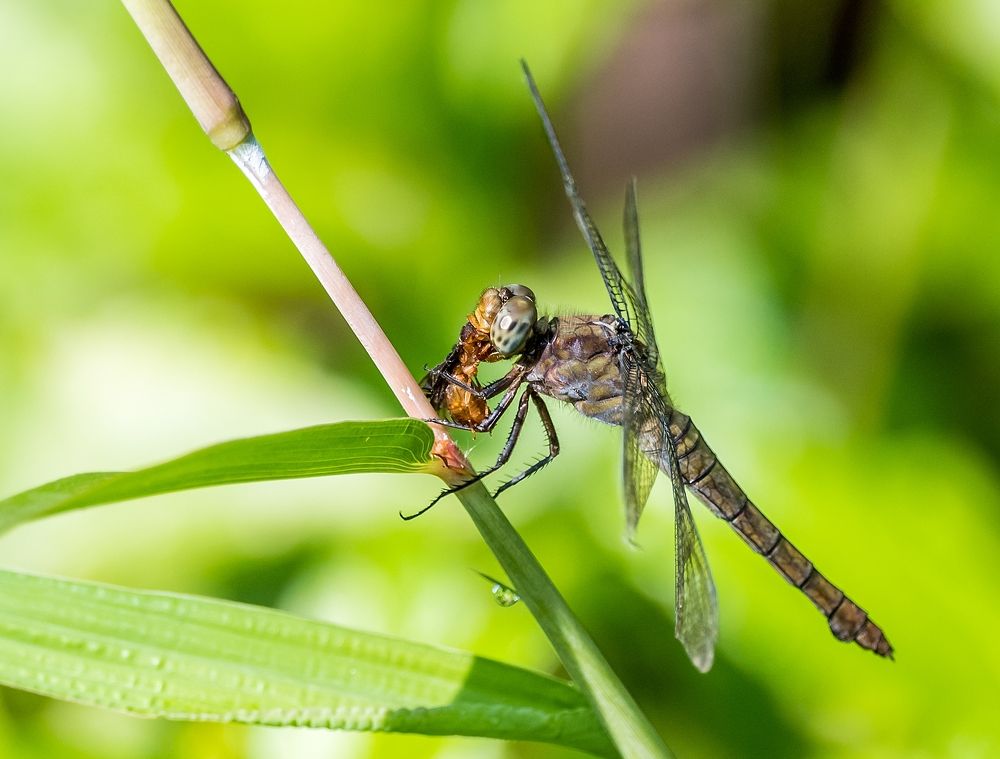 Photograph by NUR AZIMAH THERESA ABDULLAH