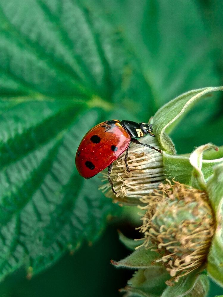Photograph by Светлана Хамитова