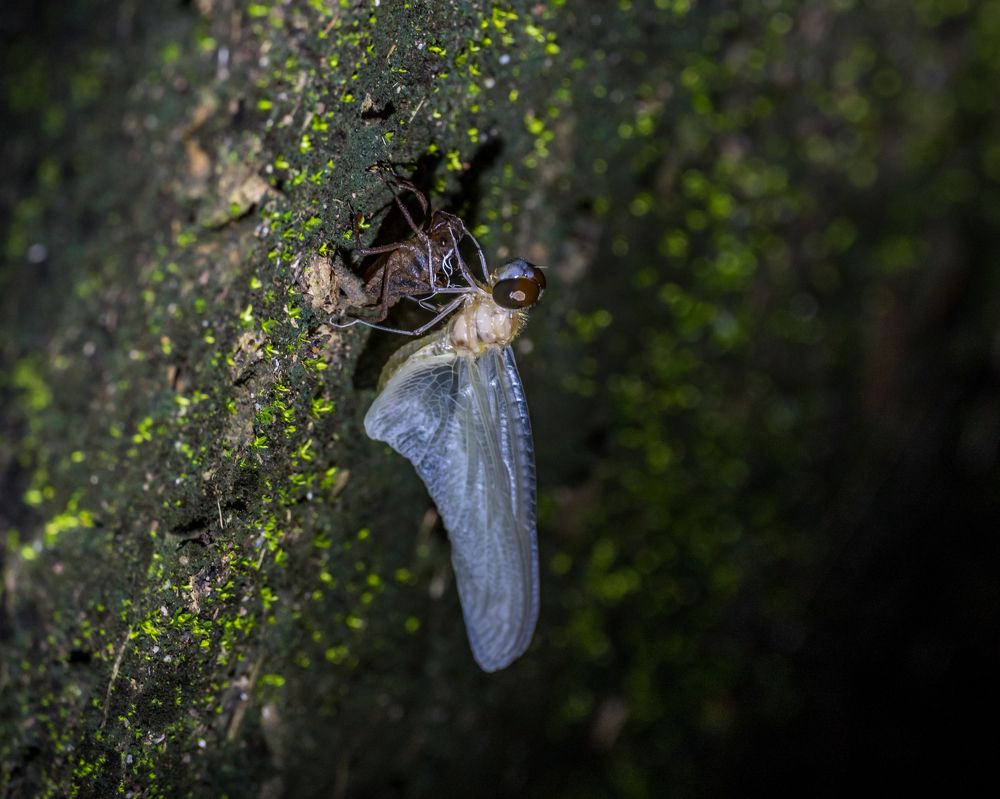 Photograph by NUR AZIMAH THERESA ABDULLAH