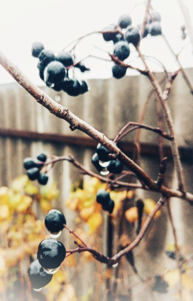 Photograph by Светлана Хамитова