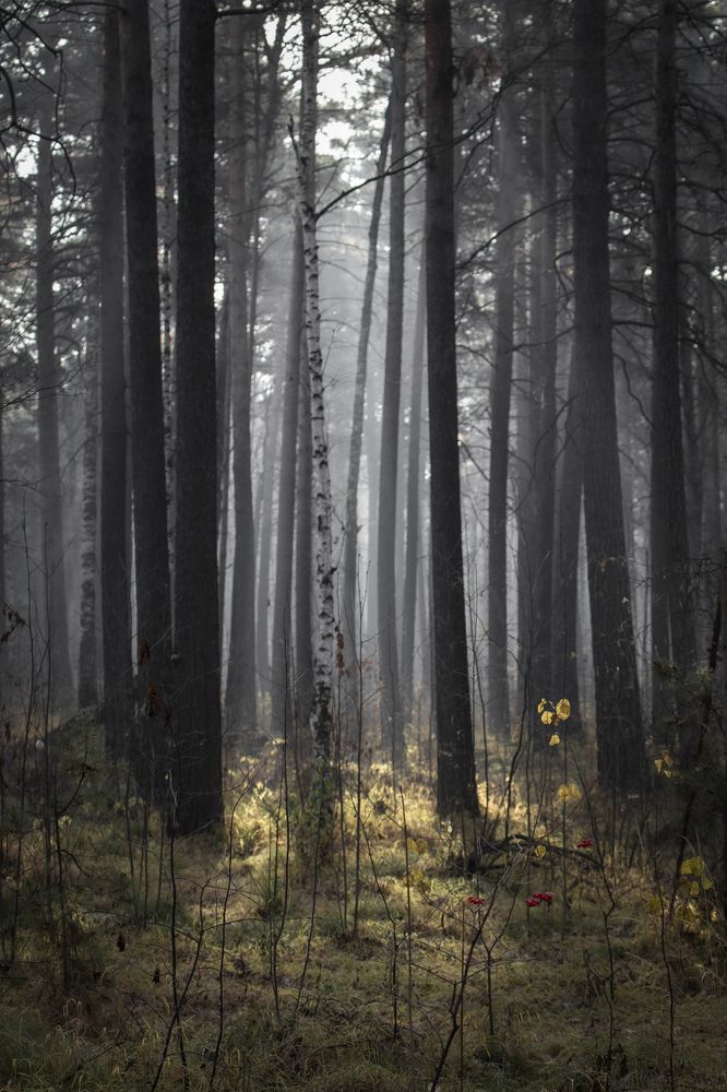 Фотография автора Андрей Логвинович