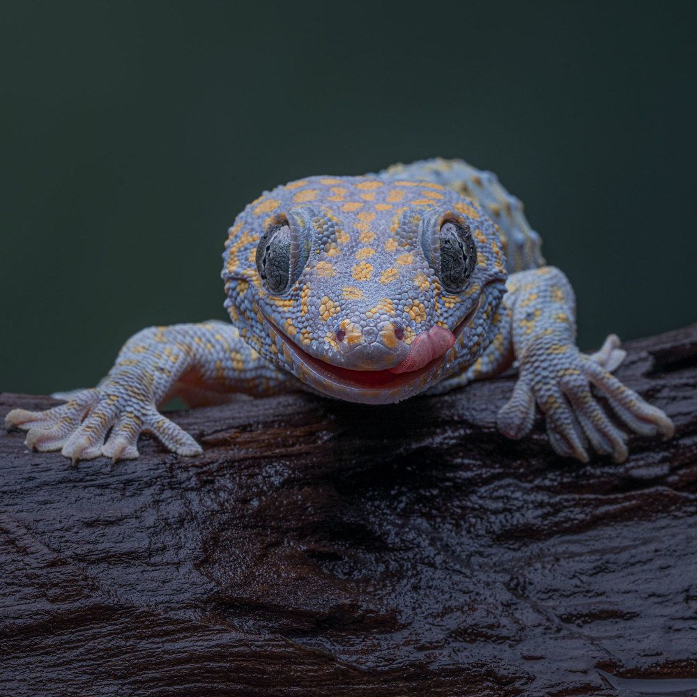 Photograph by Aysia Linggarwati