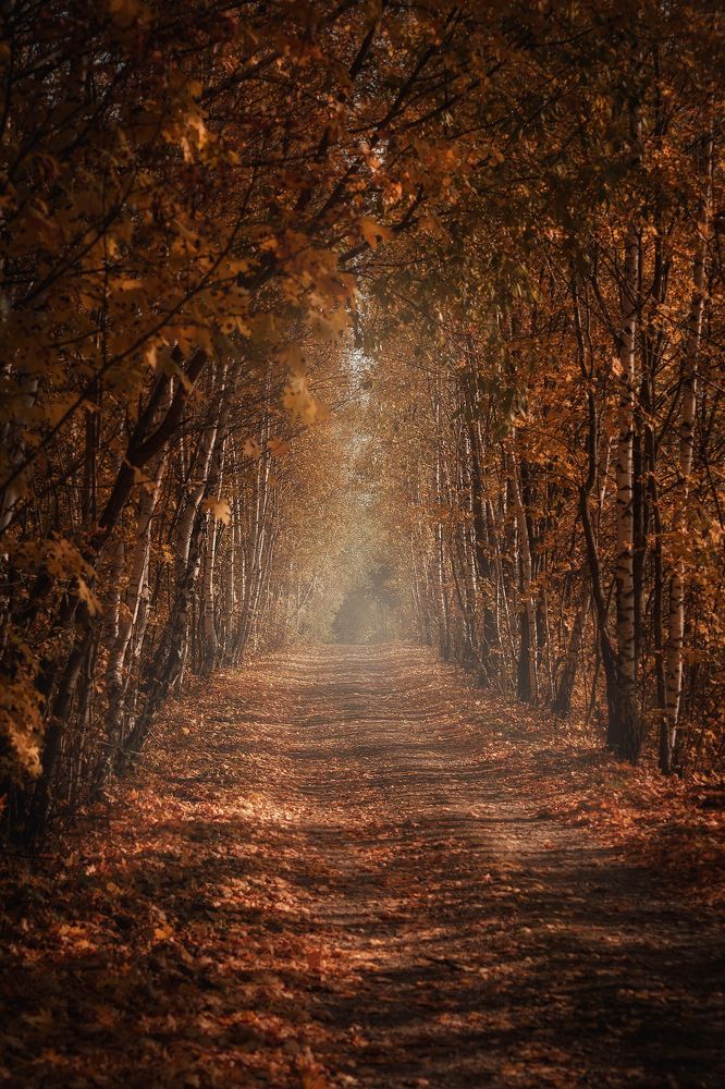 Дорога в осень