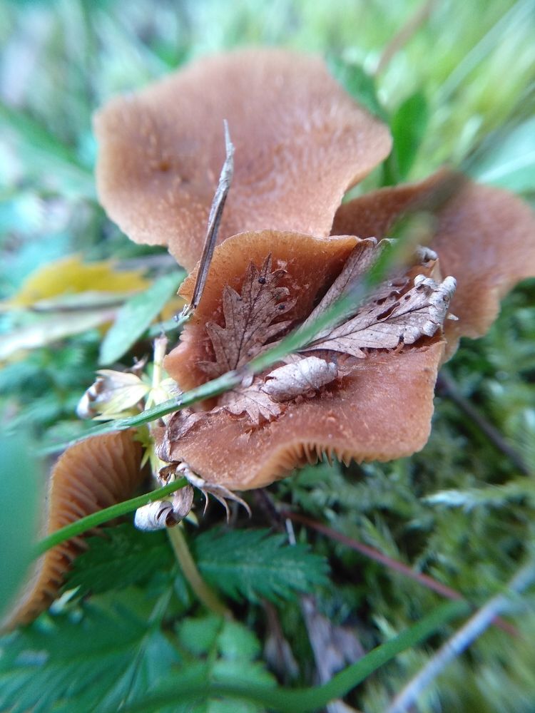 Photograph by Ольга Сафронова