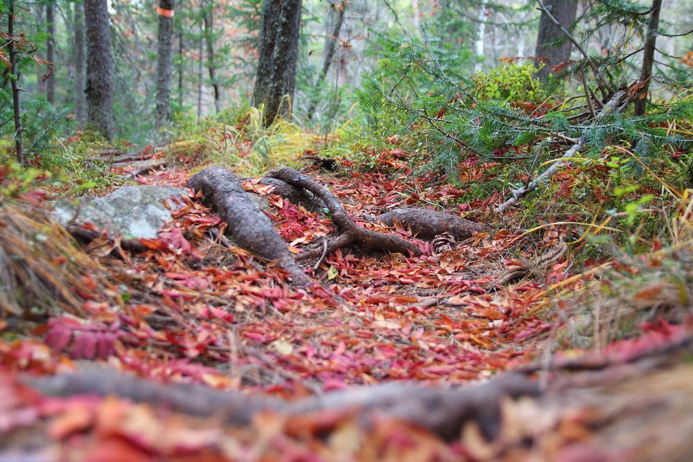 Лесная тропа.