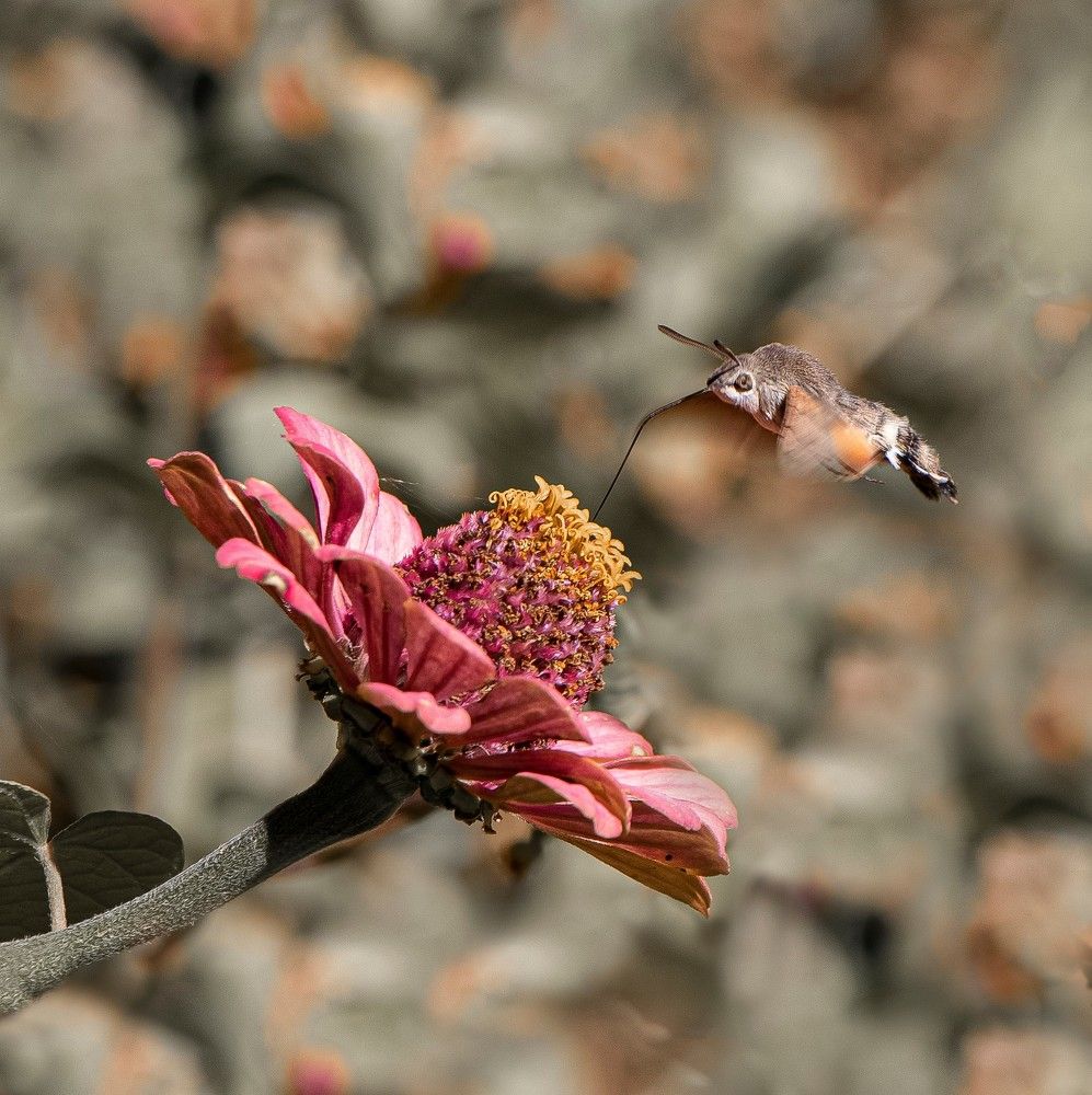 Photograph by Reza Heydari