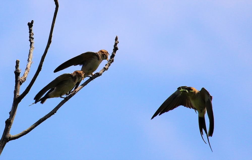 A bird is feeding two fledglings
